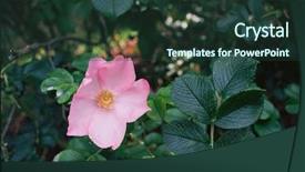  Presentation with photograph - Slide deck consisting of analogic - wild rose variety canis sp background and a  colored foreground