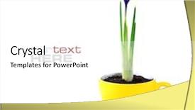  Presentation with iris - Cool new presentation theme with growing iris flowers in a cup spring concept with sample text backdrop and a white colored foreground