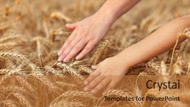  Presentation with wheat growing - Theme with growing kids - praise and value mother nature background and a gold colored foreground