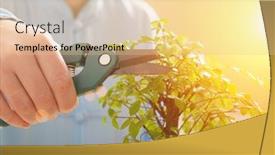  Presentation with bonsai - Colorful presentation theme enhanced with growing-little-bonsai-tree backdrop and a lemonade colored foreground