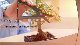  Presentation with bonsai - Slide set having growing-little-bonsai-tree background and a coral colored foreground