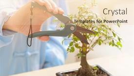  Presentation with bonsai - Amazing slides having growing-little-bonsai-tree backdrop and a lemonade colored foreground