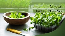  Presentation with thistle - Presentation design consisting of growing-microgreens-at-home-harvest background and a yellow colored foreground