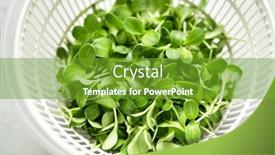  Presentation with milk thistle - Slide set with growing-microgreens-at-home-harvest background and a tawny brown colored foreground