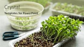  Presentation with milk thistle - PPT layouts featuring growing-microgreens-at-home-harvest background and a mint green colored foreground