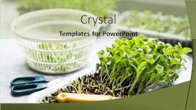  Presentation with milk thistle - Presentation design with growing-microgreens-at-home-harvest background and a mint green colored foreground