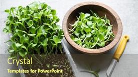  Presentation with thistle - Presentation consisting of growing-microgreens-at-home-harvest background and a tawny brown colored foreground