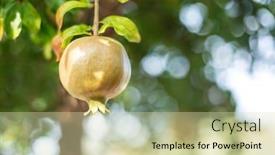  Presentation with pomegranate - PPT layouts featuring growing-of-pomegranate-fruits background and a soft green colored foreground