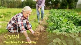  Presentation with agriculture planting - Beautiful PPT layouts featuring growing old - farming gardening agriculture and people backdrop and a tawny brown colored foreground