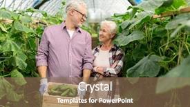  Presentation with agriculture greenhouse - Presentation theme enhanced with growing old - farming gardening agriculture harvesting background and a coral colored foreground