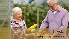  Presentation with agriculture greenhouse - PPT theme with growing old - farming gardening agriculture harvesting background and a gold colored foreground