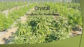  Presentation with medical legal - Theme enhanced with growing on a legal medical background and a mint green colored foreground