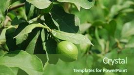  Presentation with growing tree - Presentation theme with growing on a lime tree background and a  colored foreground