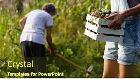  Presentation with beetroot - PPT theme having growing-organic-food-female-farmer background and a tawny brown colored foreground