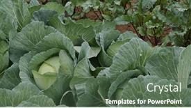  Presentation with organic - Beautiful presentation theme featuring growing-organic-green-cabbages backdrop and a ocean colored foreground