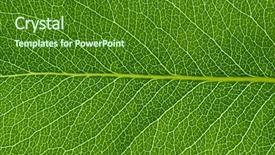  Presentation with green leaf - Audience pleasing PPT layouts consisting of growing plant - close up of green leaf backdrop and a forest green colored foreground
