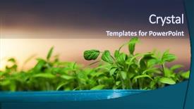  Presentation with tomato plant - Amazing slide deck having growing plants-new life - tomato backdrop and a wine colored foreground