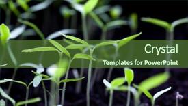  Presentation with plants growing - Slide deck featuring growing plants-new life background and a tawny brown colored foreground
