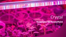  Presentation with plants growing - PPT layouts enhanced with growing-seedlings-under-special-artificial background and a violet colored foreground