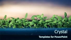  Presentation with new beginning - PPT theme with growing sprout - beginning background and a navy blue colored foreground
