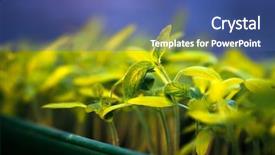  Presentation with new beginning - Colorful slide set enhanced with growing sprout - beginning backdrop and a ocean colored foreground