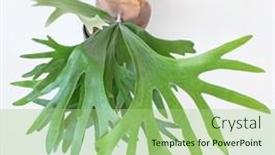  Presentation with fern - PPT layouts consisting of growing-staghorn-fern-from-above background and a mint green colored foreground