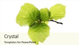  Presentation with green leaf - Amazing presentation theme having growing tree roots - green leaf isolated backdrop and a  colored foreground