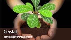  Presentation with plant roots - Colorful presentation theme enhanced with growing tree roots - plant in a hand isolated backdrop and a tawny brown colored foreground