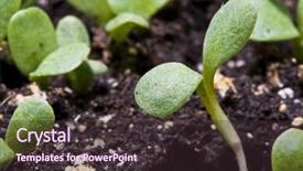 Presentation with plant - Amazing slides having growing tree roots - small plant macro shot backdrop and a wine colored foreground