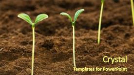  Presentation with green life - Slides featuring growing tree seed - green seedling illustrating concept background and a  colored foreground