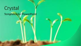  Presentation with green life - Cool new PPT theme with growing tree seed - green seedling illustrating concept backdrop and a teal colored foreground