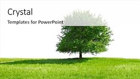  Presentation with growing tree - Beautiful presentation theme featuring growing trees - green tree and meadow white backdrop and a white colored foreground