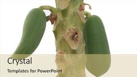  Presentation with papaya - Slides having growing up papaya background and a yellow colored foreground