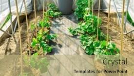  Presentation with water irrigation greenhouse - Presentation theme with growing-vegetable-in-small-portable background and a  colored foreground