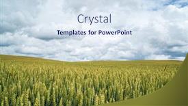  Presentation with wheat growing - PPT theme consisting of growing-wheat-in-the-field background and a sky blue colored foreground