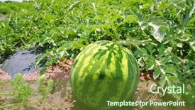  Presentation with agriculture water - Cool new theme with growing work - agriculture watermelon field big fruit backdrop and a tawny brown colored foreground