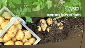  Presentation with potato - Cool new PPT theme with grown - new potatoes in wooden crate backdrop and a tawny brown colored foreground