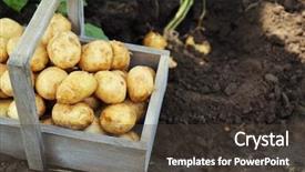  Presentation with potato - Slide set consisting of grown - new potatoes in wooden crate background and a tawny brown colored foreground