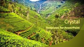  Presentation with grown - Amazing slide deck having grown - tea plantation landscape backdrop and a tawny brown colored foreground