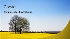  Presentation with oil field - Slide set with grown for the rapeseed oil background and a light blue colored foreground