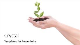  Presentation with plant growth - Colorful slide set enhanced with growth concept with small plant backdrop and a  colored foreground