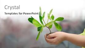 Presentation with plant growth - Presentation theme enhanced with growth-concept-with-small-plant background and a white colored foreground