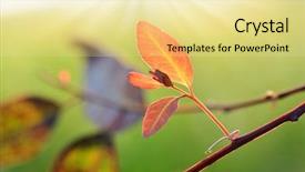  Presentation with leaves - Slides enhanced with growth green - close-up leaves and branches background and a blonde colored foreground