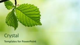  Presentation with green leaves - Theme enhanced with growth trees - green leaves background in sunny background and a  colored foreground