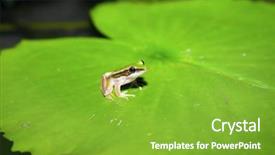  Presentation with lily pad - PPT theme featuring grren frog on lilypad background and a shamrock green colored foreground