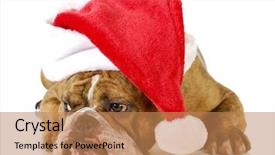  Presentation with english bulldog - Slides enhanced with grumpy - santa dog - english bulldog background and a coral colored foreground