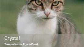  Presentation with cat - Presentation design with grumpy-cat-portait-in-garden background and a gray colored foreground