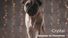  Presentation with atention - PPT theme featuring grumpy pug dog with brown fur standing and waiting for atention on gray background background and a gray colored foreground