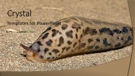  Presentation with concrete - Beautiful presentation theme featuring grumpy-the-leopard-slug-slowly backdrop and a coral colored foreground