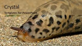  Presentation with concrete - PPT theme consisting of grumpy-the-slug-slowly-slithers background and a coral colored foreground